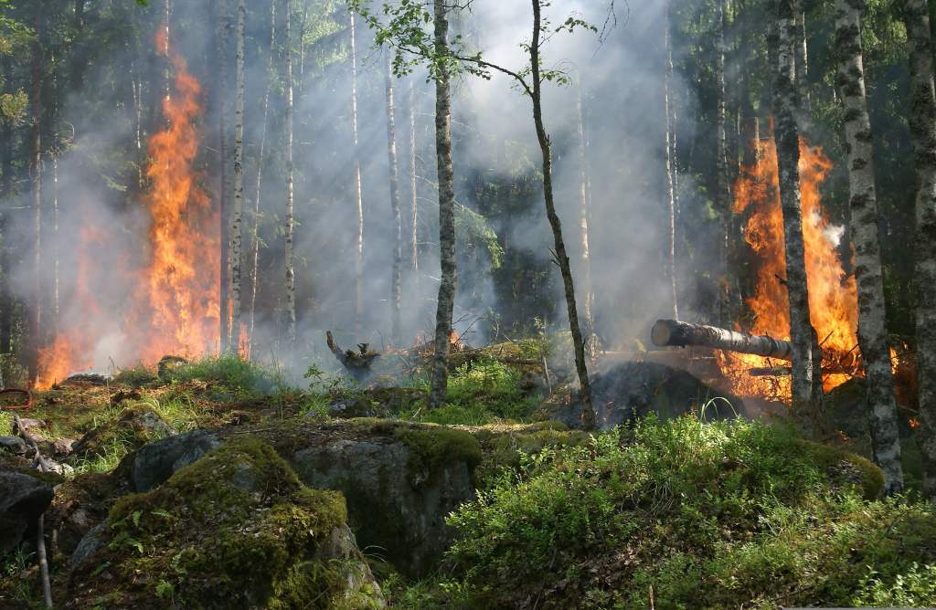trees on fire